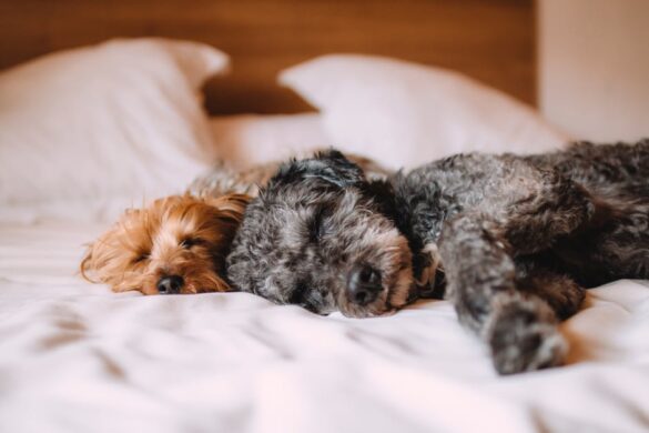 dogs,pets